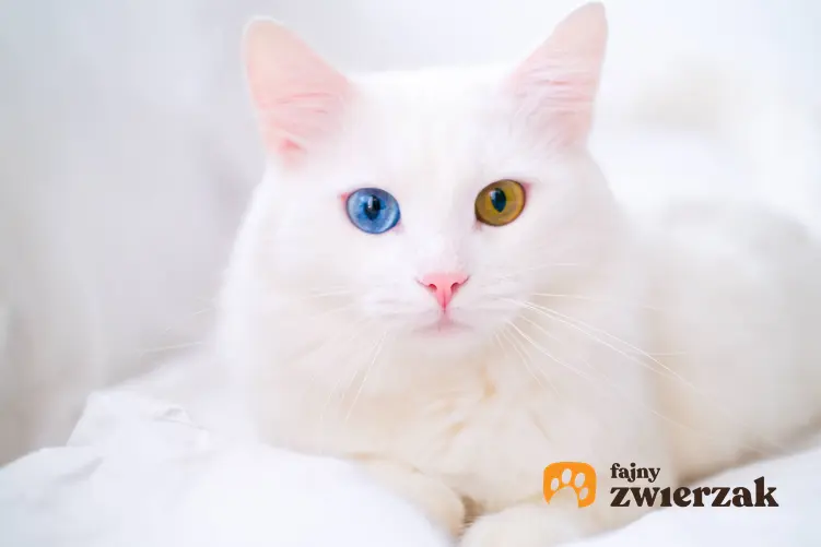 Kot z dwoma różnymi oczami, a także heterochromia, czyli dwa różne kolory oczu u zwierząt