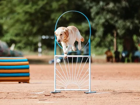 Jak trenować psa: poradnik dla początkujących