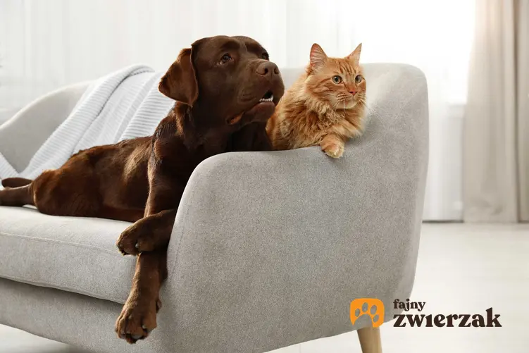 Pies i kot leżą na kanapie w mieszkaniu, a także zwierzęta w wynajmowanym mieszkaniu