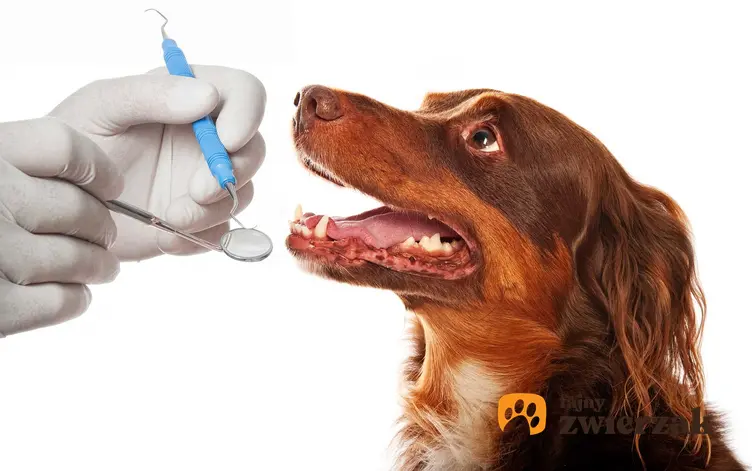 Badanie stomatologiczne psa, a także choroby stomatologiczne i zabiegi dentystyczne dla psów