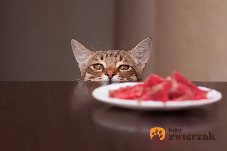 Kot, który chce zjesć jedzenie ze stołu, a także kot niejadek i co zrobić, jak kot nie chce jeść lub je za dużo