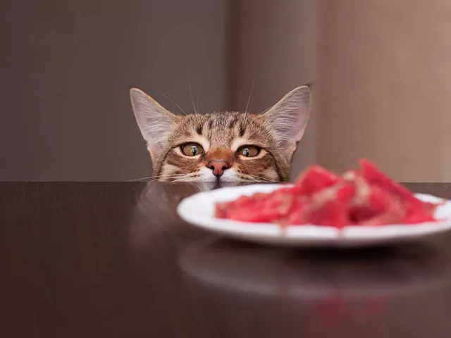 Kocie apetyty: niejadek vs głodomór