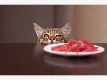Ilustracja artykułu kot niejadek lub kot głodomór – dwie strony kociego apetytu