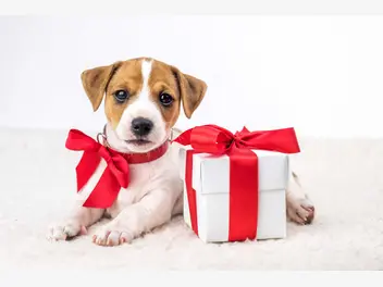 Ilustracja artykułu top 4 prezenty dla psa. zobacz, co podarować pupilowi