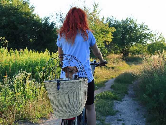 Kosze rowerowe dla psów: poradnik