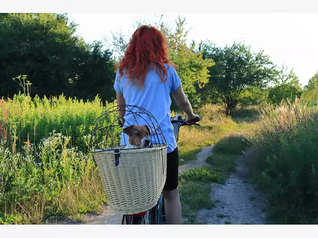 Kosze rowerowe dla psów: poradnik