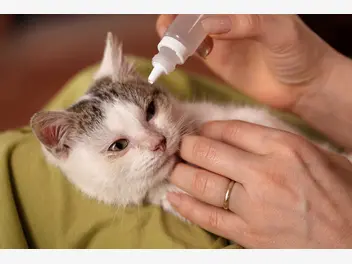 Ilustracja artykułu jak leczyć ropiejące oko u kota? oto kilka wskazówek weterynarza