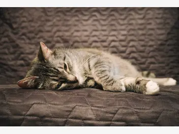 Ilustracja artykułu tęgoryjec u kota — objawy, rozpoznanie, leczenie, sposoby zapobiegania