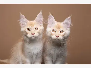Ilustracja artykułu klonowanie kotów - cena, przebieg krok po kroku, efekty