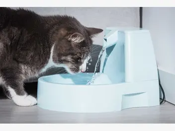 Ilustracja artykułu jak zachęcić kota do picia?