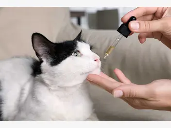Ilustracja artykułu olej cbd dla kotów okiem behawiorysty: tak czy nie?