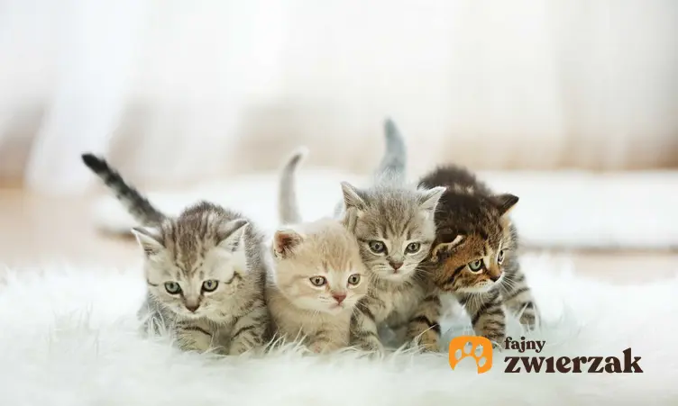 Szaro-bure kotki o różnych umaszczeniach, a także czy kocięta z jednego miotu mogą mieć różnych ojców
