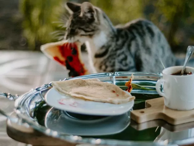 Karmienie kotów domowym jedzeniem