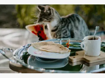 Ilustracja artykułu czy koty można karmić domowym jedzeniem?