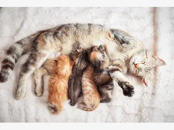 Ilustracja artykułu czy koty pamiętają, że są rodzeństwem/rodziną?