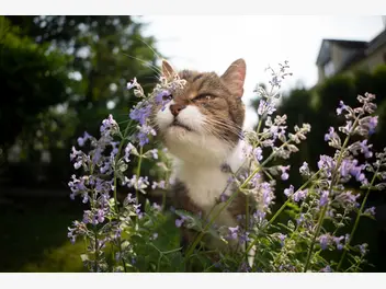 Ilustracja artykułu nie tylko kocimiętka - rośliny i zapachy, które twój kot pokocha