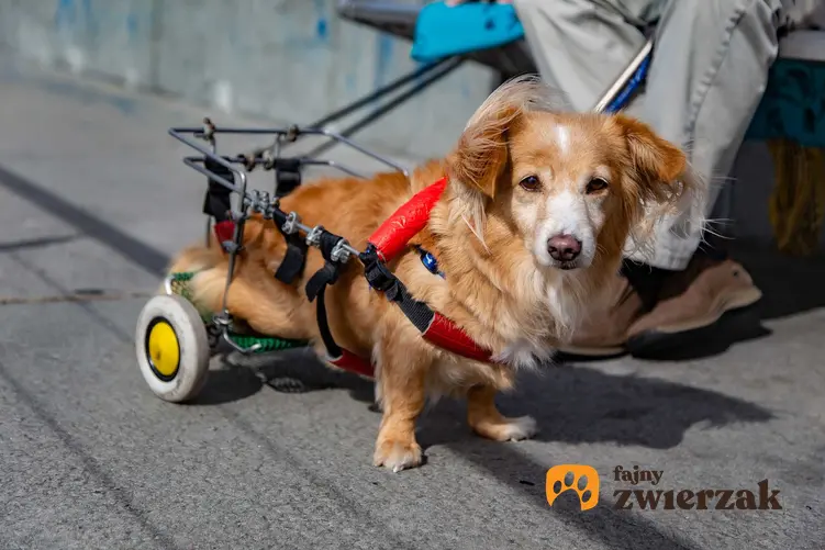 Niepełnosprawny piesek na wózku, a także historie zwierząt niepełnosprawnych oraz przykłady ich życia