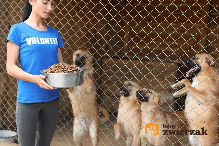 Wolontariuszka w schronisku dla zwierząt, czyli jak pomagać zwierzętom krok po kroku, najlepsze sposoby