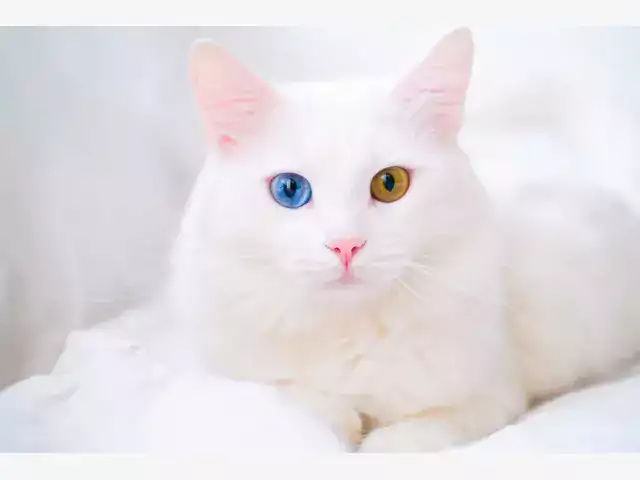 Kocie polidaktylia i heterochromia