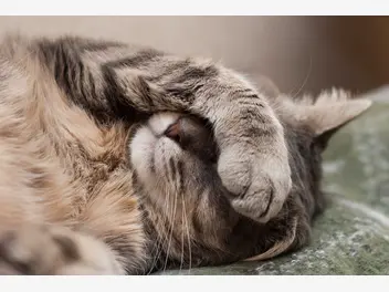 Ilustracja artykułu dlaczego koty tak bardzo lubią spać?