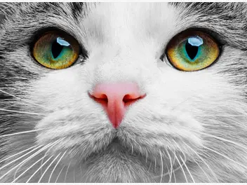Ilustracja artykułu spuchnięte oko u kota — przyczyny, leczenie, profilaktyka, porady