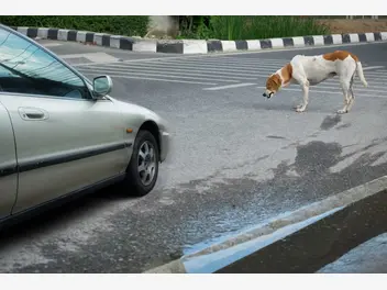Ilustracja artykułu co zrobić, gdy potrącimy psa samochodem? pies w wypadku komunikacyjnym