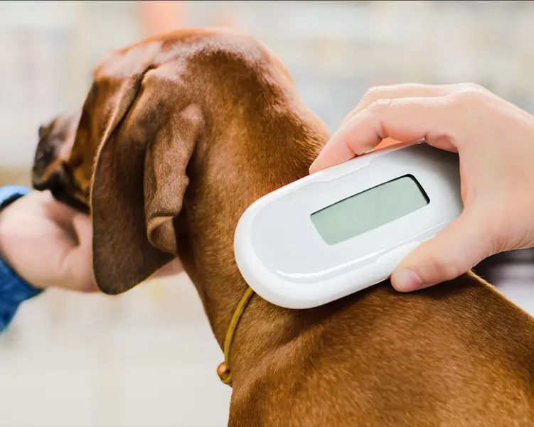 Skanowanie chipa psa - chipowanie psa jest niezbędnym wymogiem, jeśli chcesz ubezpieczyć swojego czworonoga