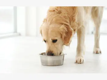 Ilustracja artykułu zdrowa dieta dla psa – na czym polega?
