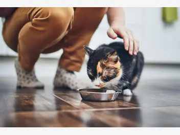 Ilustracja artykułu jak karmić wybrednego kota? oto skuteczne sposoby!