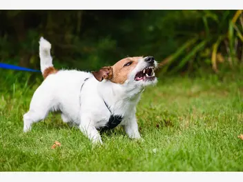 Ilustracja artykułu dlaczego spokojny pies nagle staje się agresywny? behawiorysta wyjaśnia