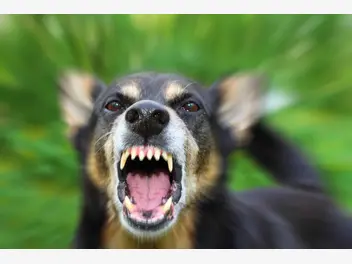 Ilustracja artykułu w jaki sposób pies ostrzega przed atakiem? te sygnały warto znać
