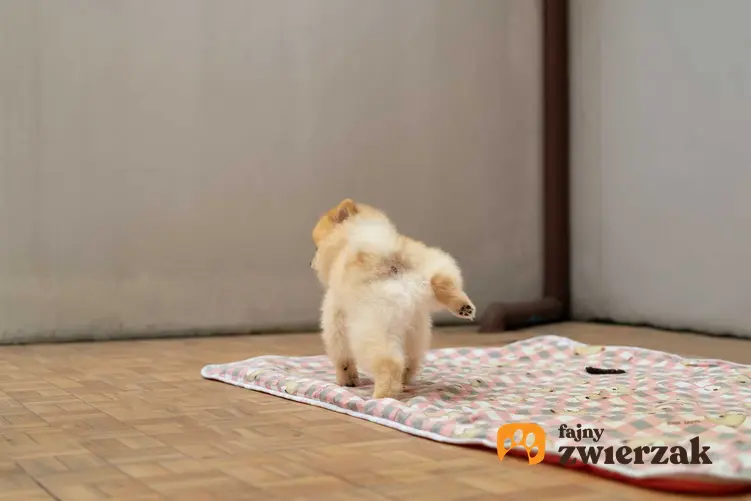 Pies sikający w domu, a także jak oduczyć psa sikania w domu oraz trening czystości