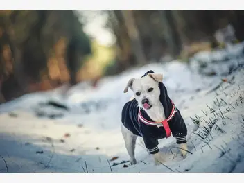 Ilustracja artykułu jak dbać o psa zimą, by nie zmarzł? wyjaśniamy krok po kroku
