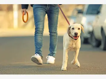 Ilustracja artykułu jak zmęczyć psa na spacerze? zobacz, jak zapewnić psu dawkę ruchu