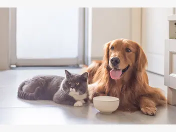 Ilustracja artykułu karma bez zbóż dla kotów – dlaczego warto odżywiać nią pupila?