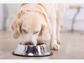 Ilustracja artykułu dlaczego warto żywić psa karmą bezzbożową? wyjaśniamy!