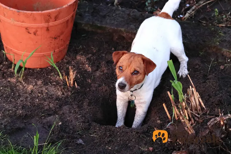 Jack Russel Terrier niszczy ogród, i kopie na rabatkach, a także co zrobić, jeśli pies niszczy ogród
