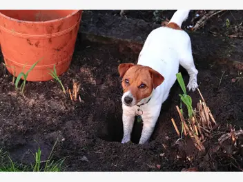 Ilustracja artykułu co zrobić, gdy pies niszczy ogród? wyjaśniamy, jak oduczyć psa takiego zachowania