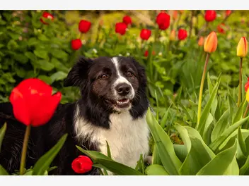 Ilustracja artykułu jak ochronić rośliny ogrodowe przed psem? wyjaśniamy krok po kroku