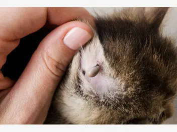 Ilustracja artykułu czy kleszcze są niebezpieczne dla kota? choroby odkleszczowe kotów