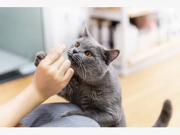 Ilustracja artykułu przysmaki dla kotów – z czym najlepsze?