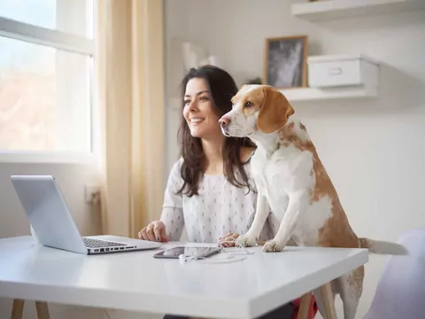 Czy warto szkolić psy online