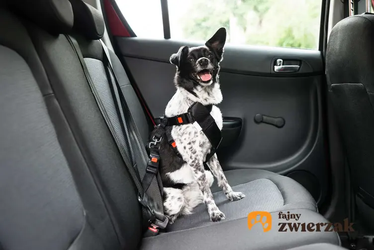 Pies w samochodzie przypięty w pasach, a także jak przewozić psa w samochodzie