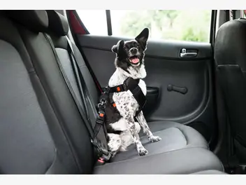 Ilustracja artykułu jak przewozić psa w samochodzie? zobacz, jak zrobić to bezpiecznie