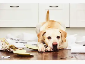 Ilustracja artykułu co zrobić, gdy pies wszystko niszczy w domu? wyjaśniamy, jak go tego oduczyć