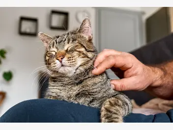 Ilustracja artykułu usuwanie kul włosowych u kota – sprawdzone techniki i sposoby