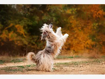 Ilustracja artykułu co to jest dog dancing? wyjaśniamy, na czym polega taniec z psem