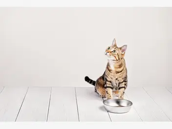 Ilustracja artykułu karmienie wybrednego kota – jak podołać wymaganiom pupila?
