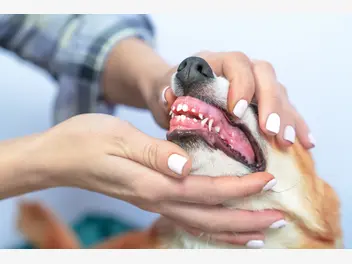 Ilustracja artykułu jak zadbać o zdrowy uśmiech swojego psa?