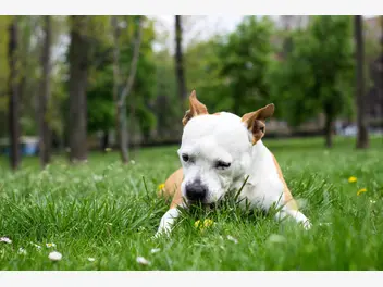 Ilustracja artykułu dlaczego pies je trawę? wyjaśniamy, czy jest powód do niepokoju